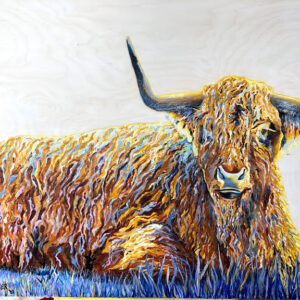 Highland Cow relaxing